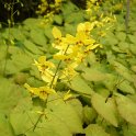 Epimedium perralderianum